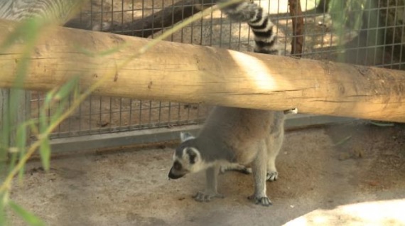 Un lemur en peligro de extinción encontrado en la calle en València