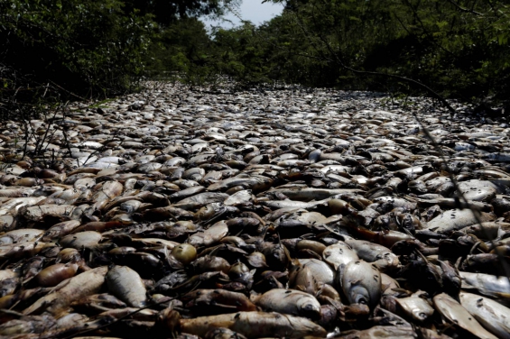 Paraguay: Miles de peces muertos en el río Confuso