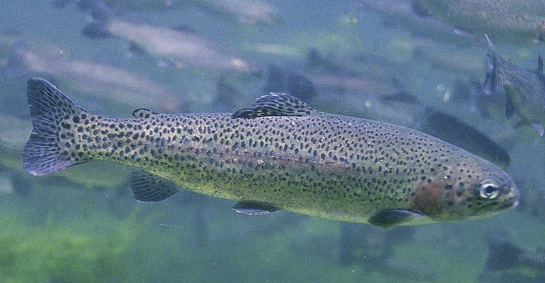 Alertan sobre el peligro de las especies invasoras en la biodiversidad española