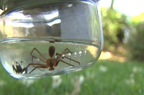 Andalucía incide en la desinsectación hecha ante la araña parda