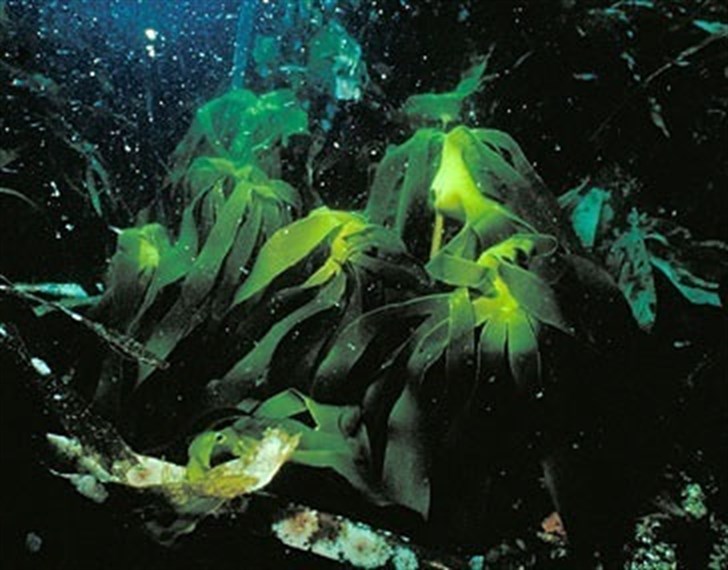 El desinfectante ‘triclosán’ está apareciendo en las aguas y contaminando las algas