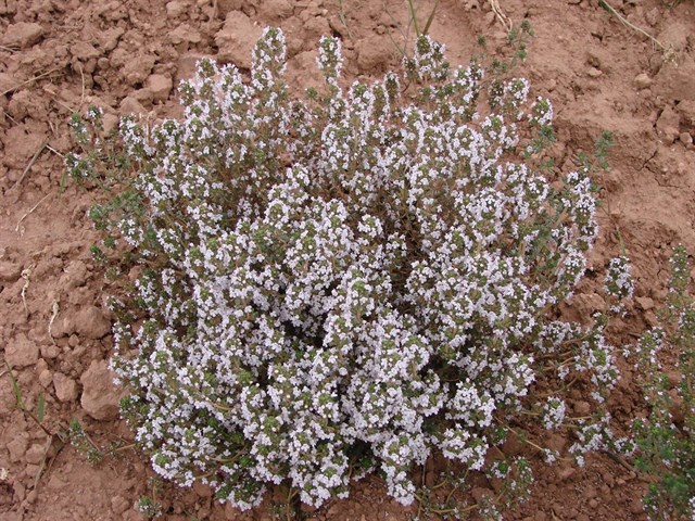 Jaca y el CITA colaboran para estudiar el potencial económico del cultivo de plantas aromático-medicinales