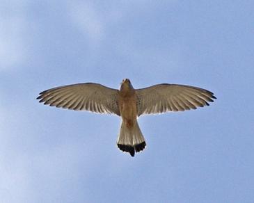El vuelo del cernícalo primilla ‘inspira’ el de aviones no tripulados