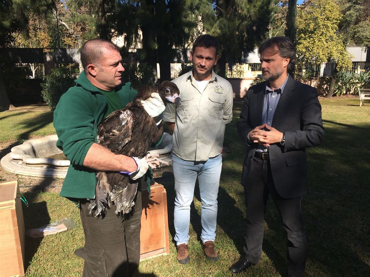 Andalucía cede ejemplares de buitre negro a la Vulture Conservation Foundation