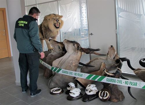Incautados en Totana (Murcia) un león y cráneos de felinos disecados
