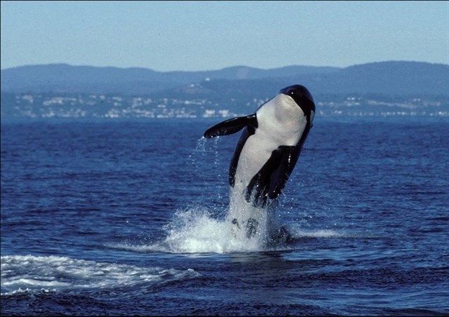 Muere la orca más vieja conocida del planeta