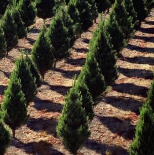 Los árboles de Navidad acaban triturados para servir como abono