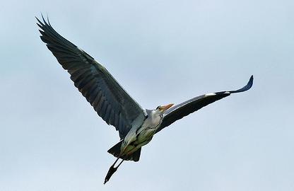 La organización Depana lamenta la autorización excepcional de la Generalitat catalana para cazar aves con vesc