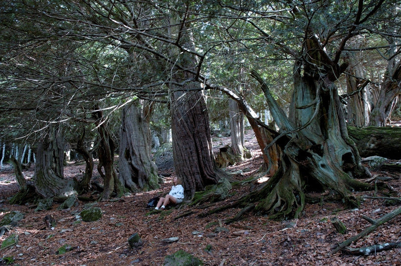 Fundación Félix Rodríguez de la Fuente implica a más de 5.000 ayuntamientos en la protección del arbolado singular