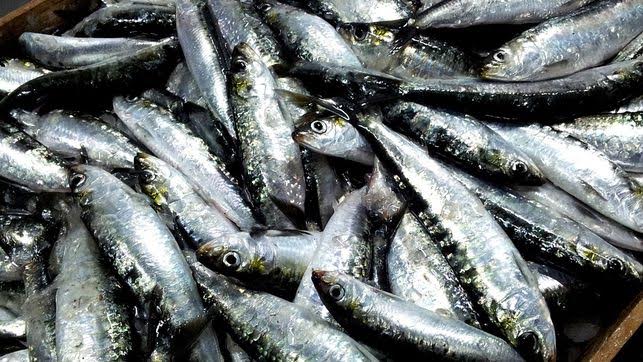 ONG de España y Portugal exigen respeto a las recomendaciones científicas para evitar el colapso de la sardina