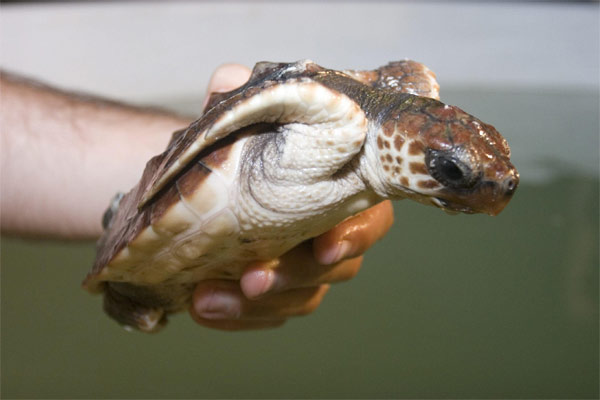 Cataluña libera dos tortugas bobas en el Delta del Ebro recuperadas este año