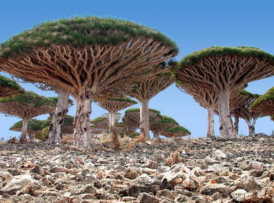 La isla de Socotra en el Oceano Índico