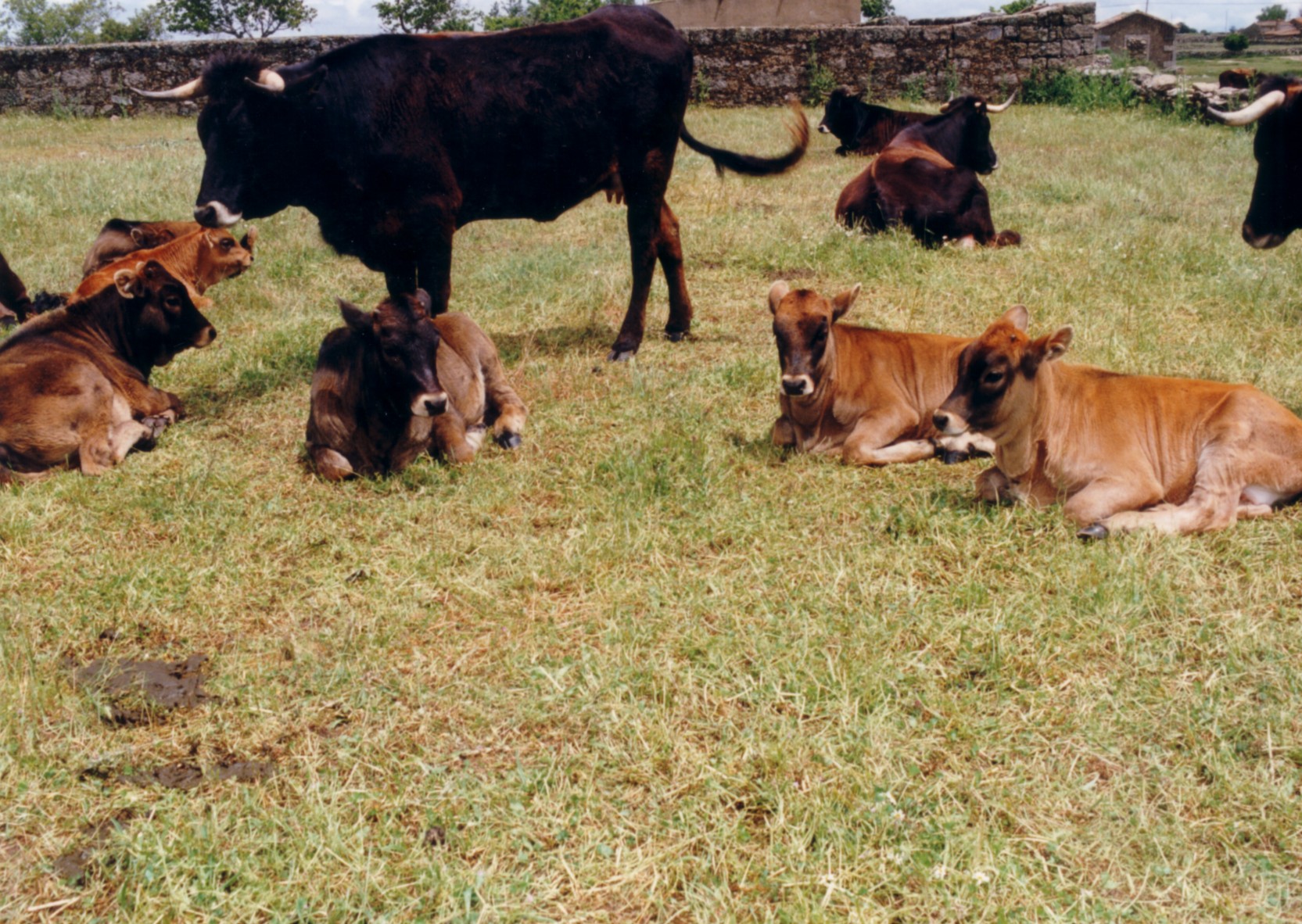 Ganaderos de Zamora  reciben formación sobre las razas autóctonas en peligro de extinción