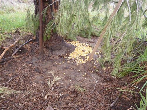 Sorprendido un furtivo en Marçà (Tarragona) colocando un lazo ilegal de acero