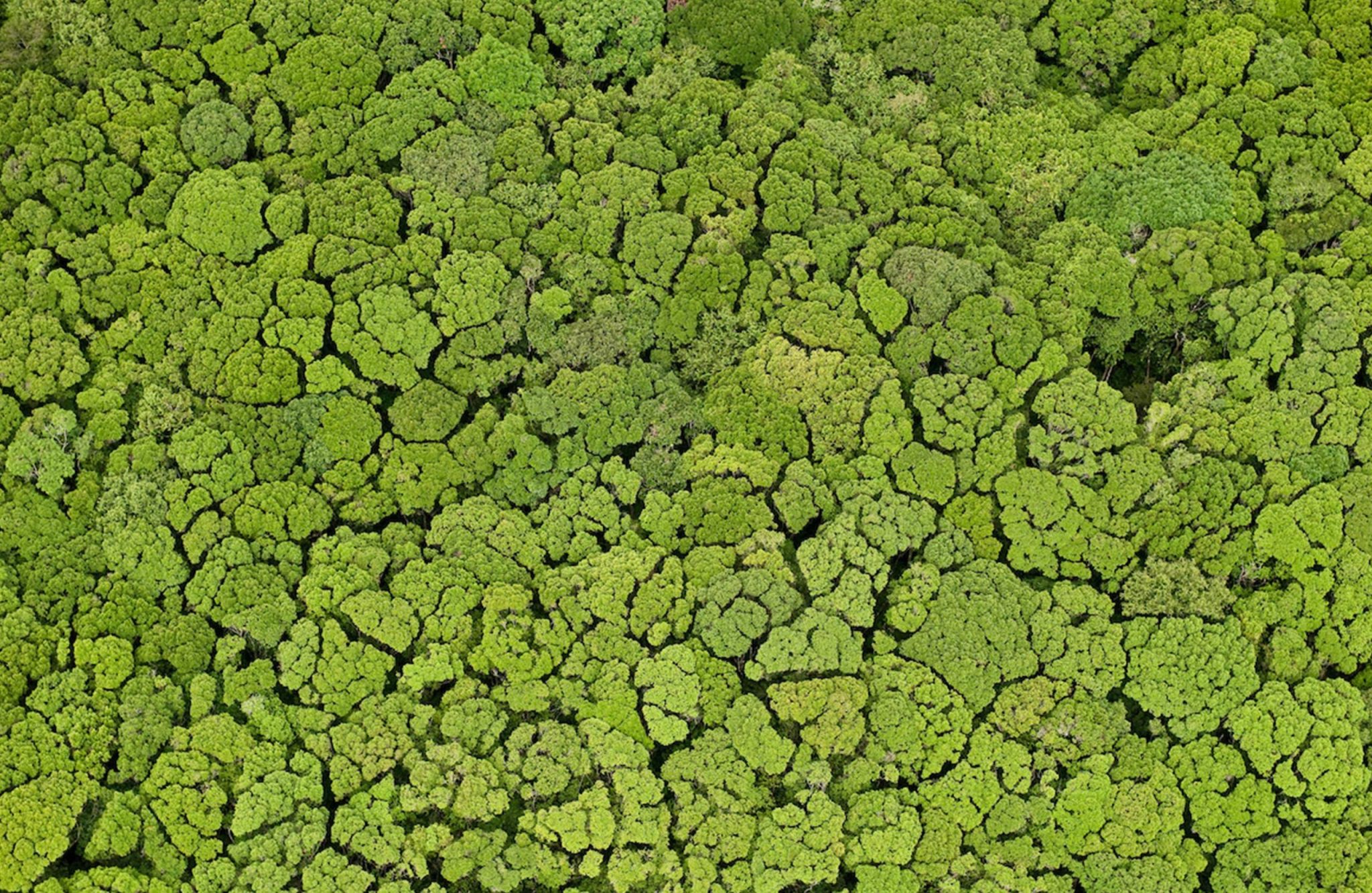 Infraestructura y biodiversidad en el escudo de Guayana