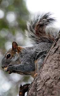 Mapean las zonas forestales de la Ciudad de México