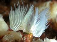 Oceana y el colegio de biólogos de Euskadi proponen crear un corredor ecológico litoral de donostia a biarritz