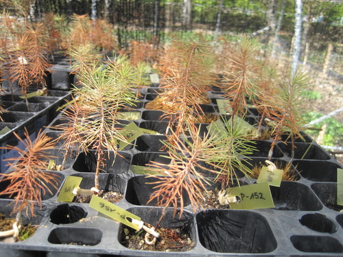Qué le pasa al pino carrasco en Palencia y Valladolid