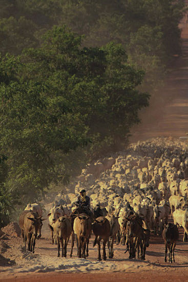 “Deforestación cero”