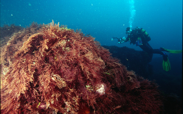 Tecnología para evaluar el estado ambiental de los ecosistemas marinos