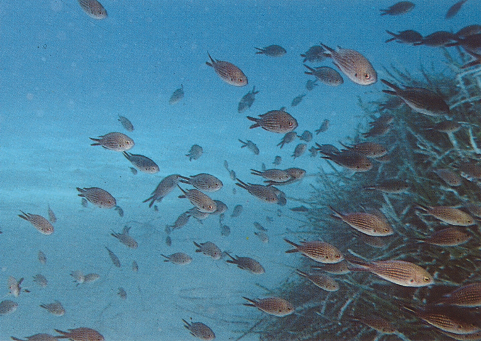 Arranca el proyecto del Comité Español de la UICN que conmemora el Año Internacional de la Diversidad Biológica