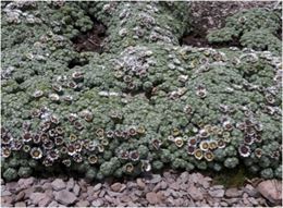 Investigadores españoles descubren una nueva especie vegetal en Perú