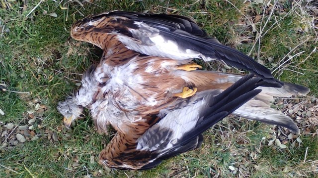 Ecologistas denuncia un caso de envenenamiento de aves en un coto de caza en Gerindote