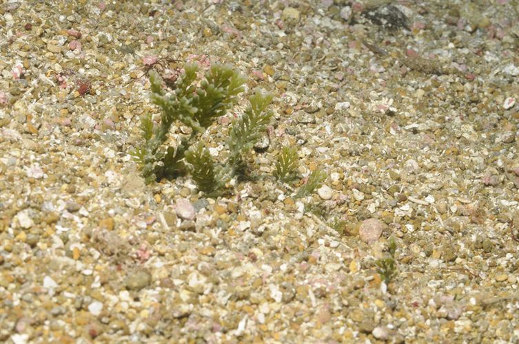 Erradicada un alga invasora en Cabo de Gata