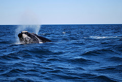 WWF pide a Colombia integrarse en la Comisión Ballenera Internacional