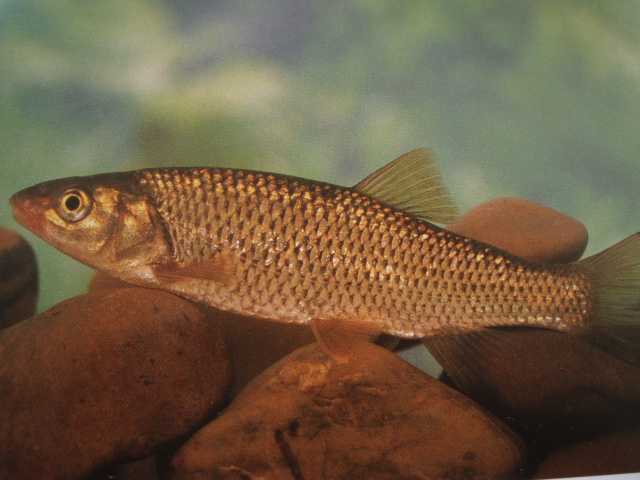 Las cremas solares con filtro UV pueden acabar con los peces de río