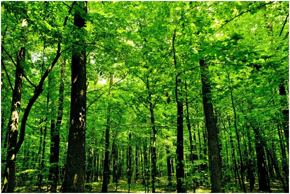 PEFC España celebrará el Día Internacional de los Bosques en Naciones Unidas
