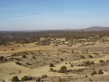 La historia de un bosque determina su vulnerabilidad al cambio global