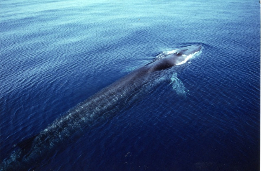 Una investigación estimará las poblaciones de una especie de ballena en el Mediterráneo