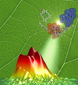 Vibraciones en las hojas mejoran la eficiencia de la fotósíntesis