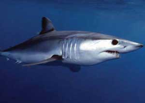 Investigadores estudian varias especies incluidas en ‘lista roja’ vulnerables de rayas y tiburones