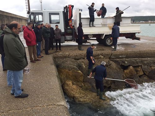 Liberan en Cádiz 500 corvinas para estudiar su comportamiento en el hábitat natural