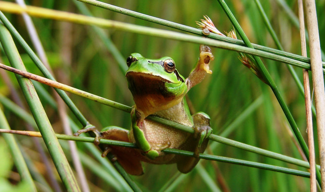 Ranas y sapos ‘veganas’ por las altas temperaturas