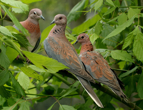 Hallan 400 tórtolas muertas en Italia