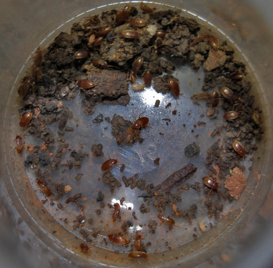 Los futuros cambios climáticos podrían comprometer la supervivencia de algunas especies