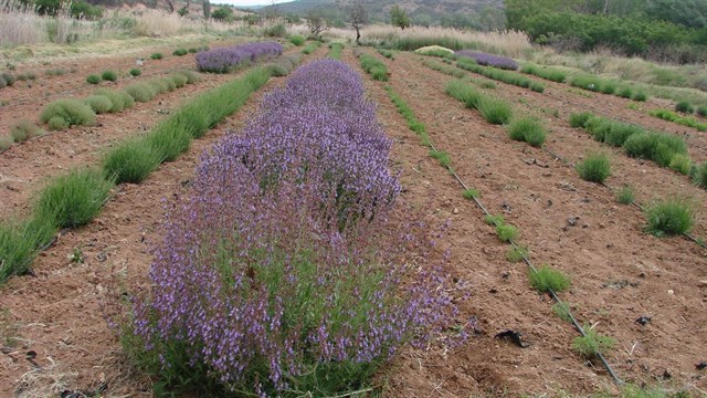 Huesca celebra un Día del Medio Ambiente inspirado en las plantas
