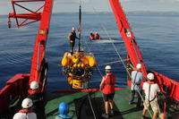 Se observan por primera vez juveniles de langosta roja de menos de un año de edad a noventa metros de profundidad