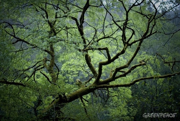 Abrir la caja de pandora o el error de parchear la ley de Montes