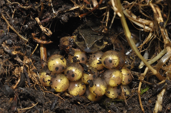 Descubren un rana andina y ya está en peligro de extinción
