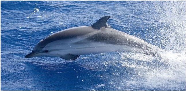 Medio Ambiente rechaza las prospecciones de hidrocarburos en el Golfo de Valencia