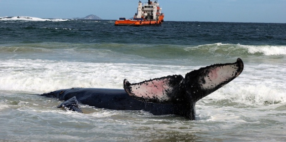 Brasil: Rescatan a una ballena encallada tras 19 horas de trabajo