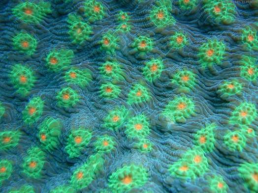 El cambio climático afecta al plancton