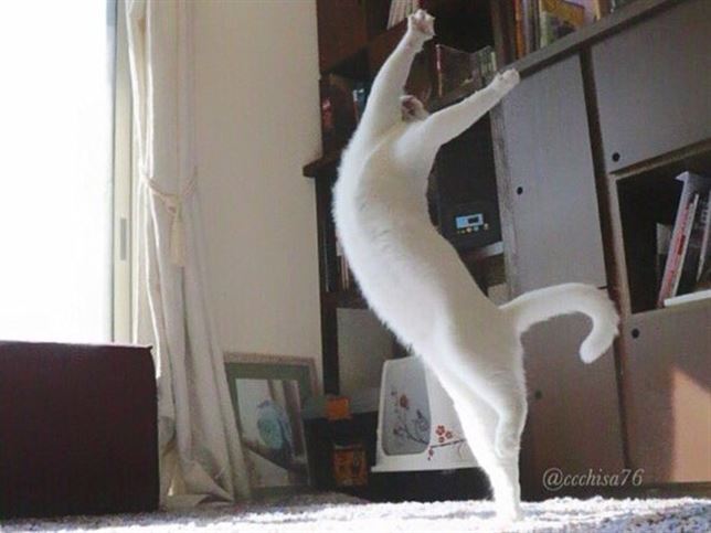 El gato ‘bailarín’ (Mira el VIDEO)