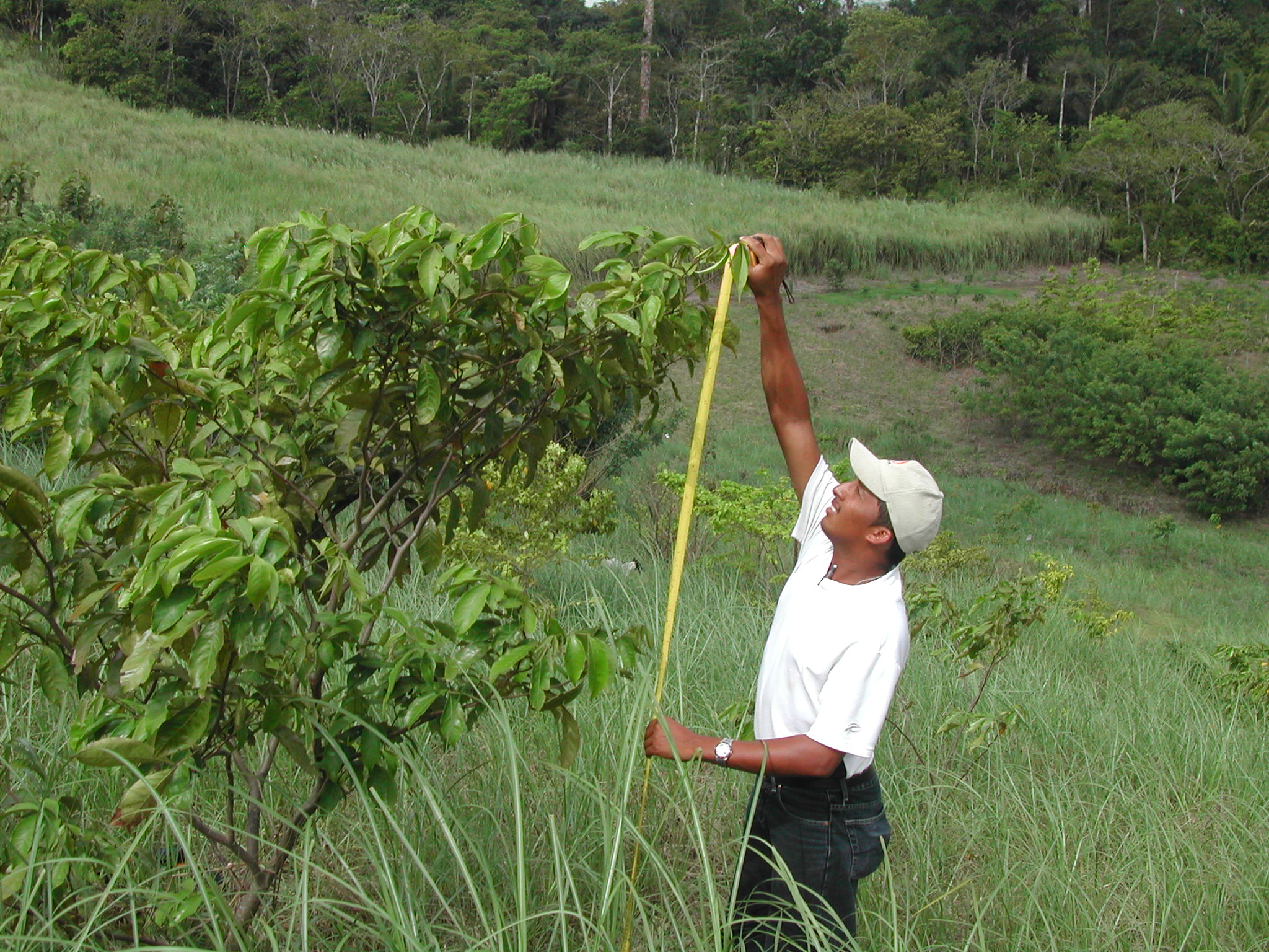 Dos décadas de investigación en América Latina dictan las pautas del trabajo de reforestación