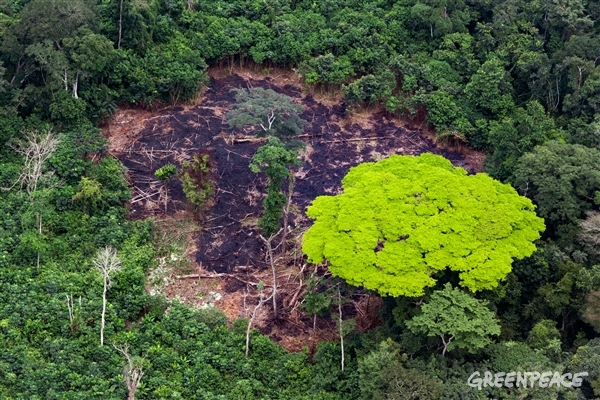 Conoce las profundas turberas en el corazón de la selva de la República Democrática del Congo