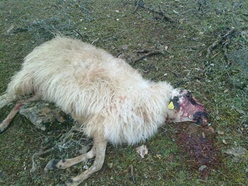 UPA y COAG alerta de la proliferación de ataques de lobos